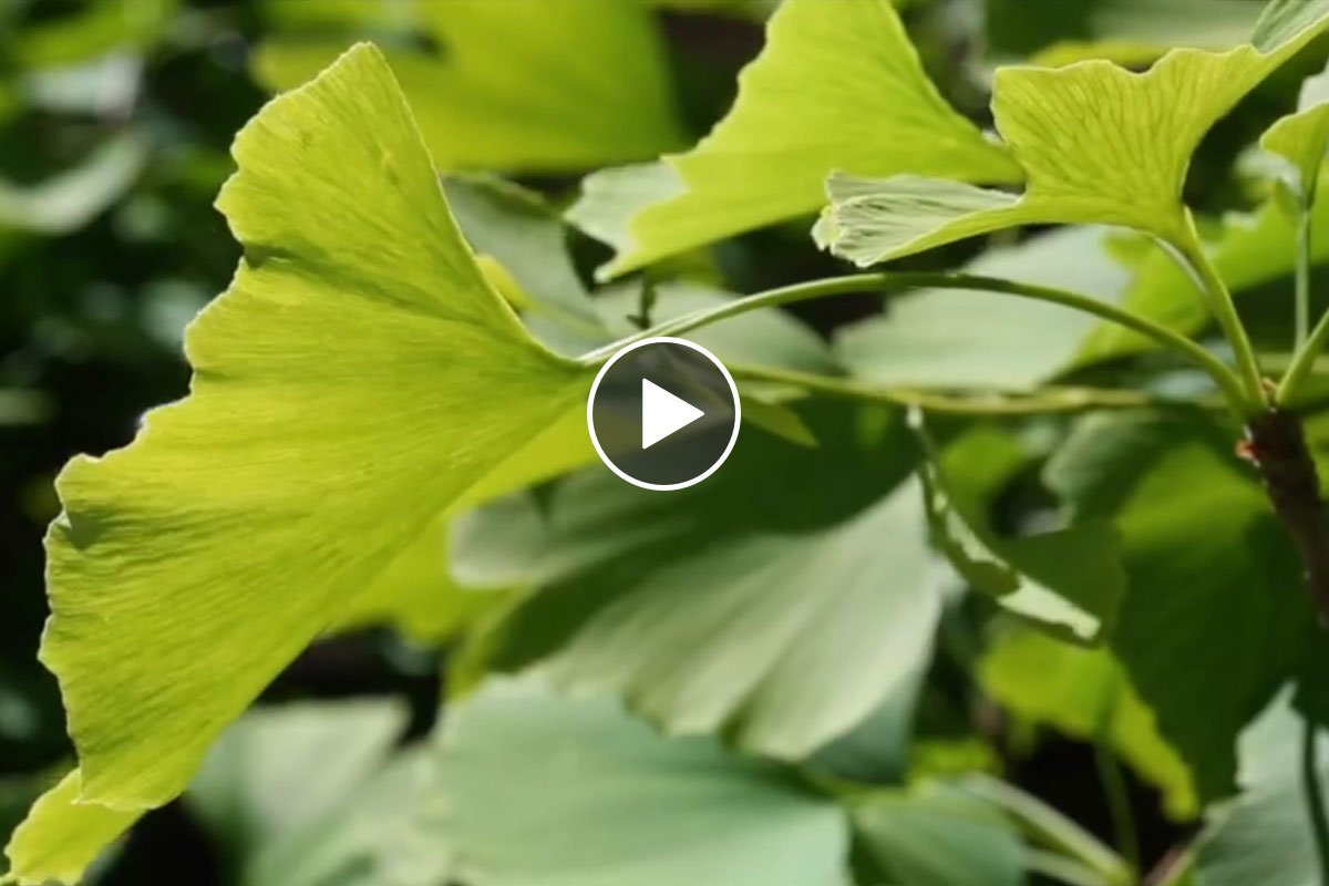 26 marzo ginkgo biloba