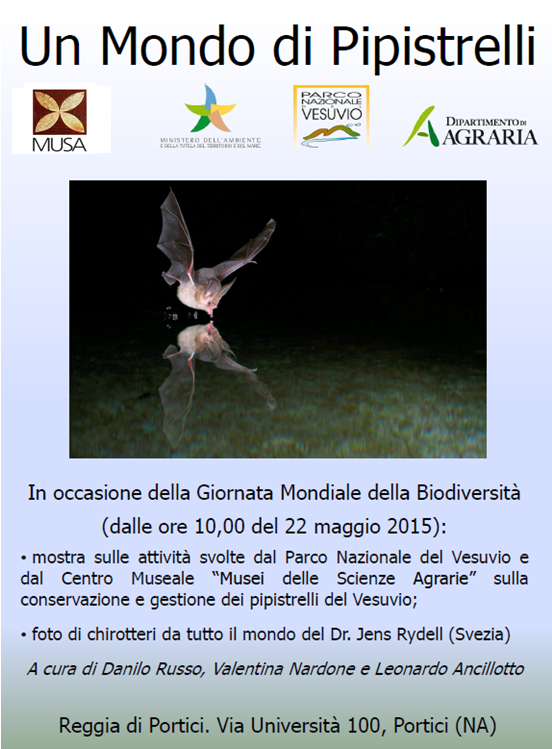 Un-mondo-di-pipistrelli