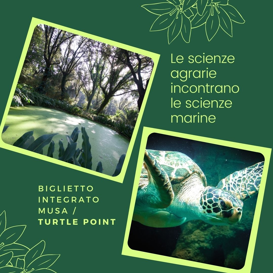 biglietto musa turtle