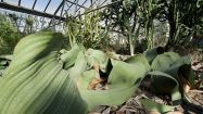 welwitschia mirabilis