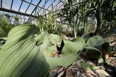 welwitschia mirabilis