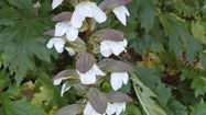 acanthus mollis acanto