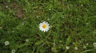 anthemis arvensis camomilla