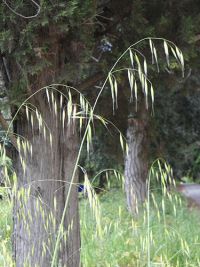 avena barbata avena barbata