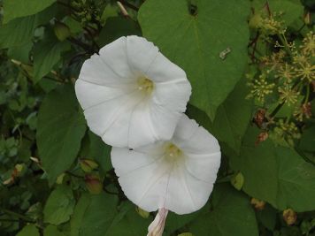 calystegia sylvatica vilucchio maggiore