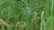 carduus pycnocephalus cardo marmorizzato