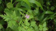 geranium purpureum geranio purpureo