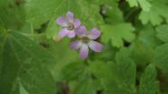 geranium rotundifolium geranio malvaccino