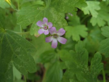 geranium rotundifolium geranio malvaccino