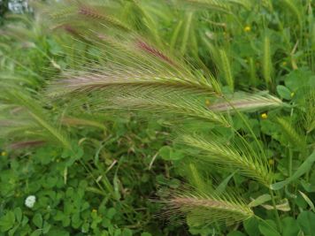 hordeum murinum subsp
