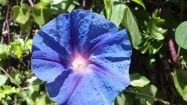 ipomoea acuminata campanella