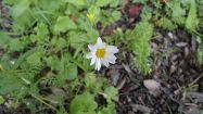 leucanthemum vulgare pratolina
