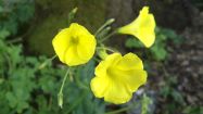 oxalis pes caprae acetosella gialla