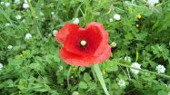 papaver rhoeas rosolaccio