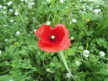 papaver rhoeas rosolaccio