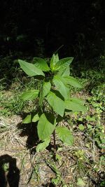 phytolacca americana amaranto