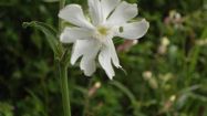 silene latifolia silene alba