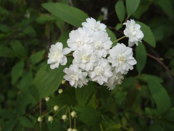spirea ulmaria spirea