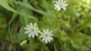 stellaria neglecta centocchio a fiori grandi