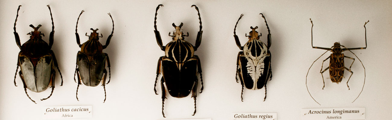 Museo Entomologico Filippo Silvestri