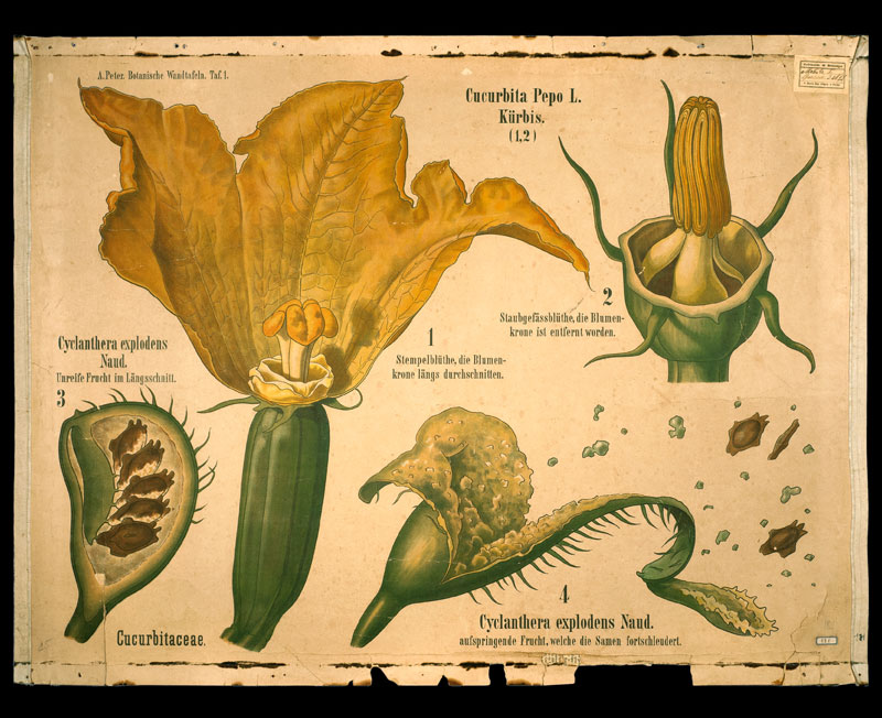 Tafel 01 Cucurbitaceae